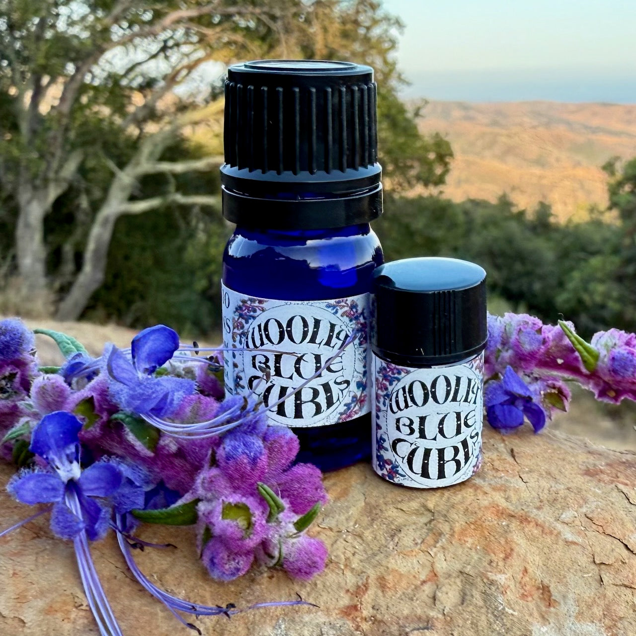 Woolly Blue Curls Essential Oil – Sustainably Wild Grown, Artisan-Distilled, Pure & Genuine (<em>Trichostema lanatum</em>)