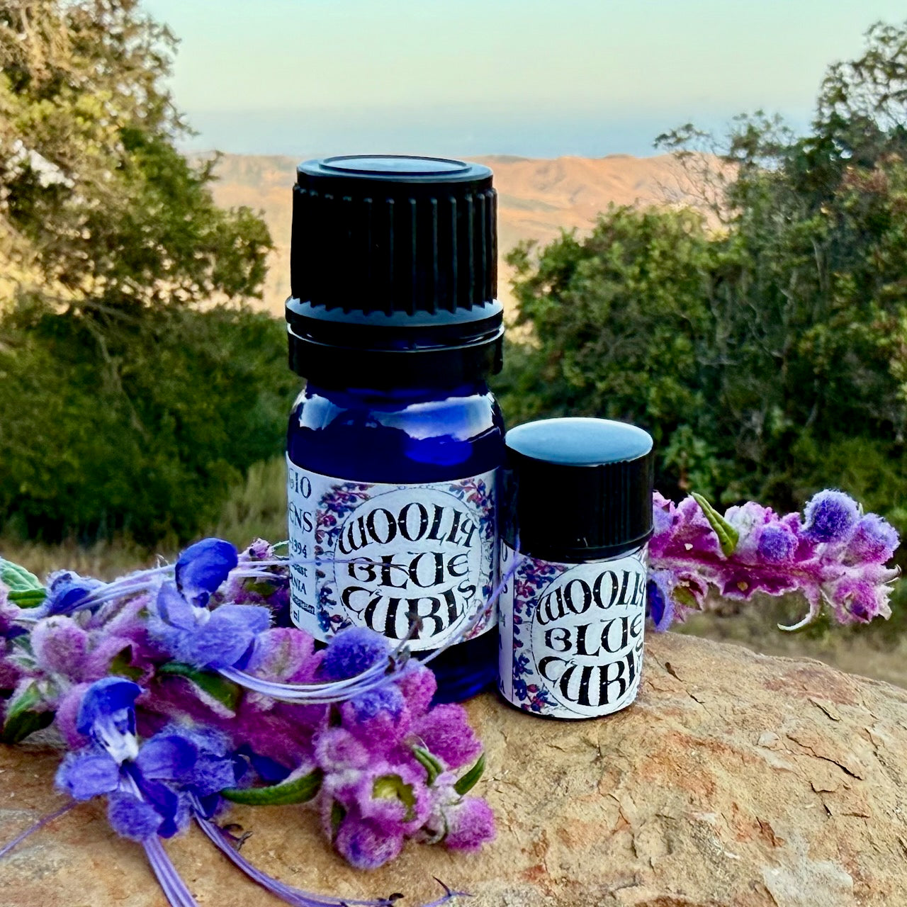 Woolly Blue Curls Essential Oil – Sustainably Wild Grown, Artisan-Distilled, Pure & Genuine (<em>Trichostema lanatum</em>)