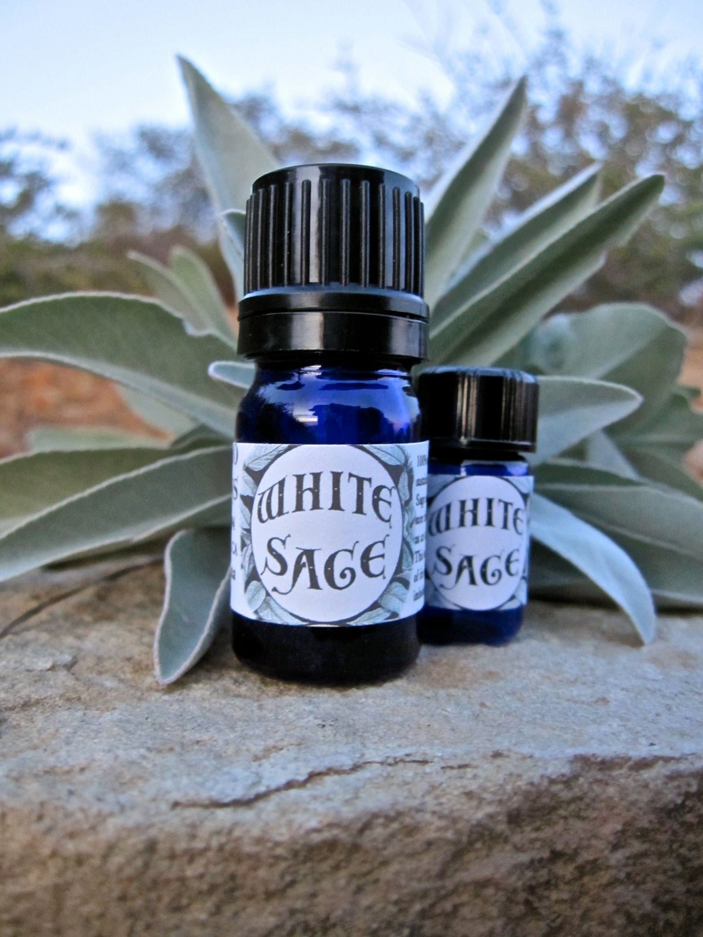 Photograph of cobalt blue essential oil of White Sage