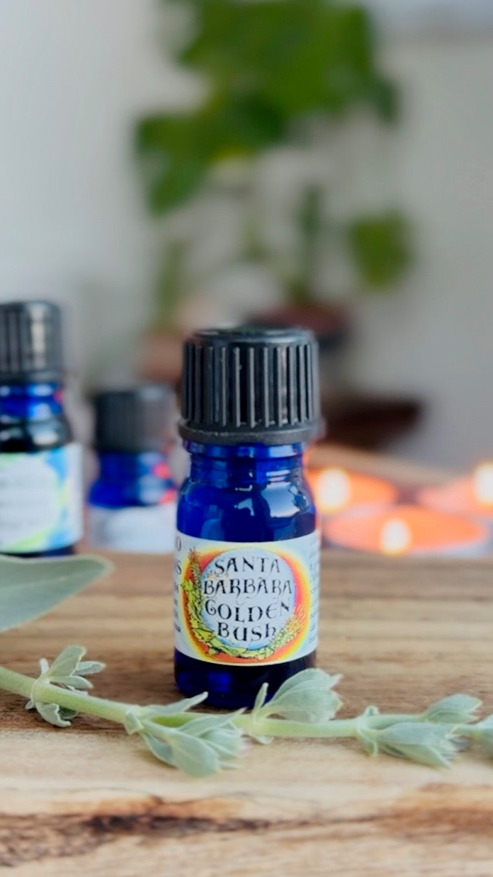 Goldenbush Essential Oil – Sustainably Wild Grown, Artisan-Distilled, Pure & Genuine (<em>Hazardia squarrosa</em>)