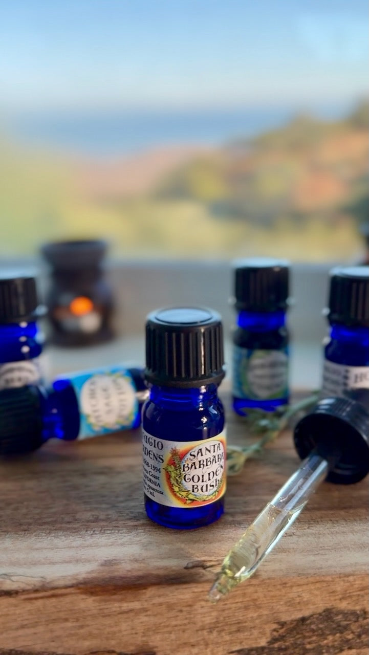 Goldenbush Essential Oil – Sustainably Wild Grown, Artisan-Distilled, Pure & Genuine (<em>Hazardia squarrosa</em>)