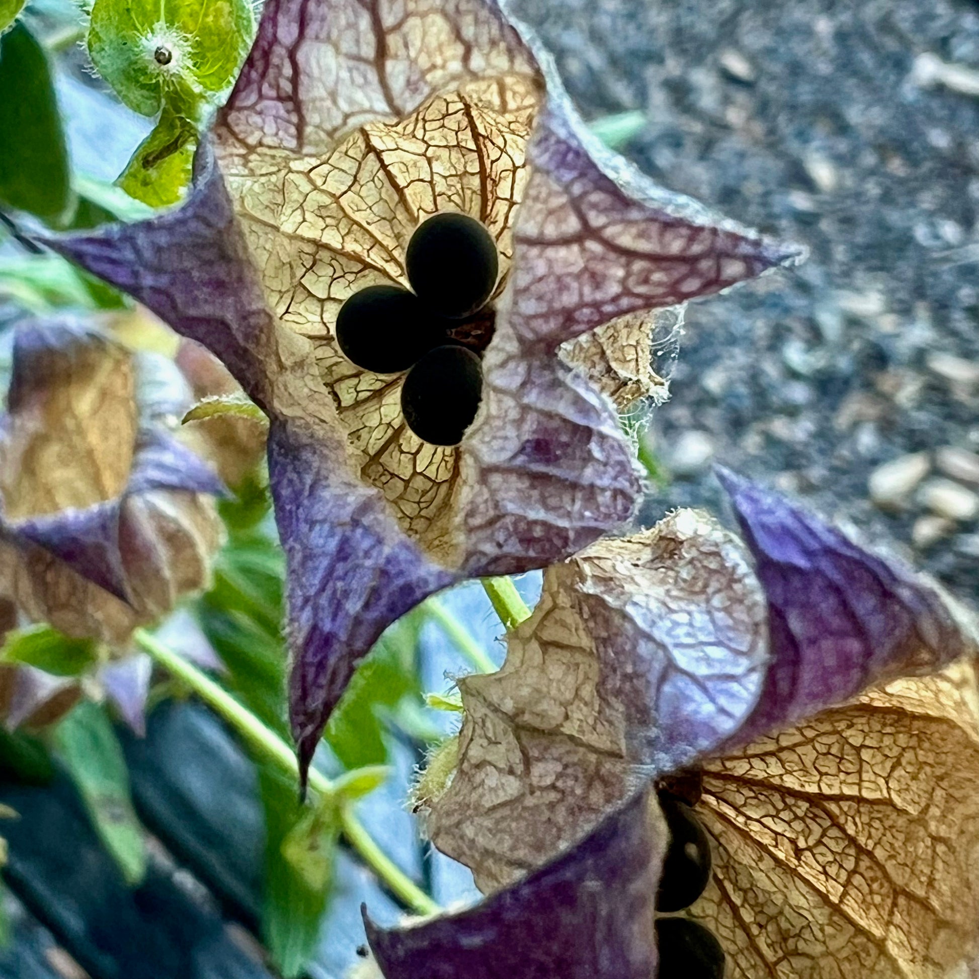 Photograph of Pitcher Sage