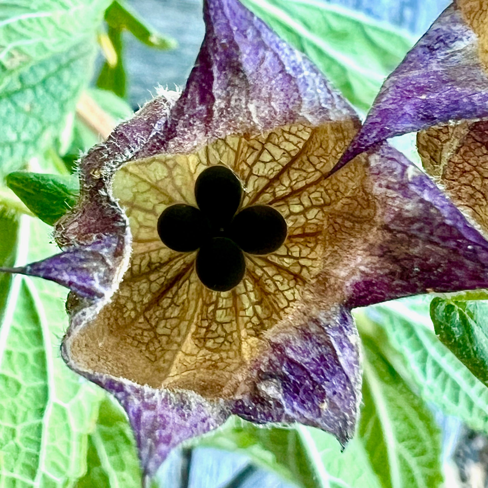 Photograph of Pitcher Sage Dried Flower and seeds