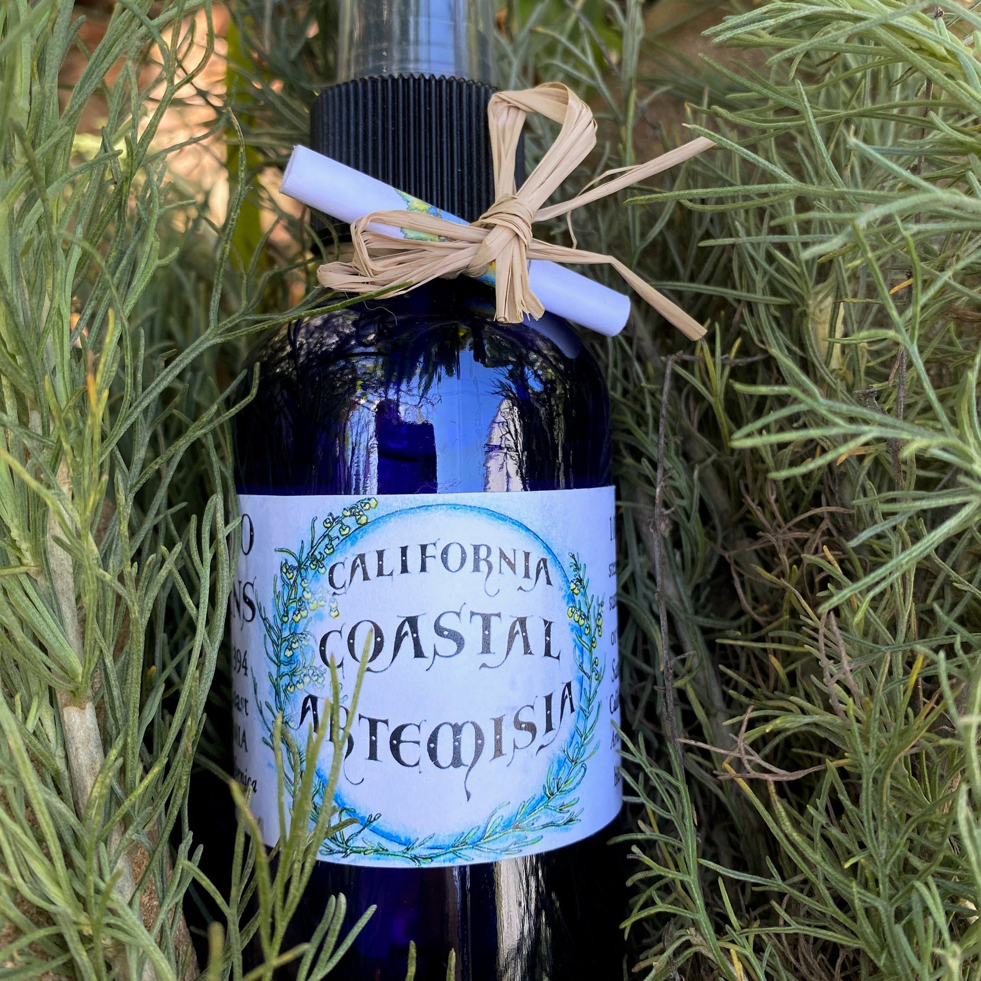 California Coastal Artemisia Hydrosol Bottle in 4 oz cobalt blue glass with sagebrush plant in background