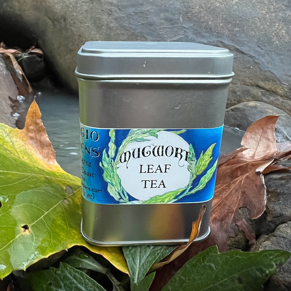 A photograph of a tea tin can with mugwort leaf in a creek