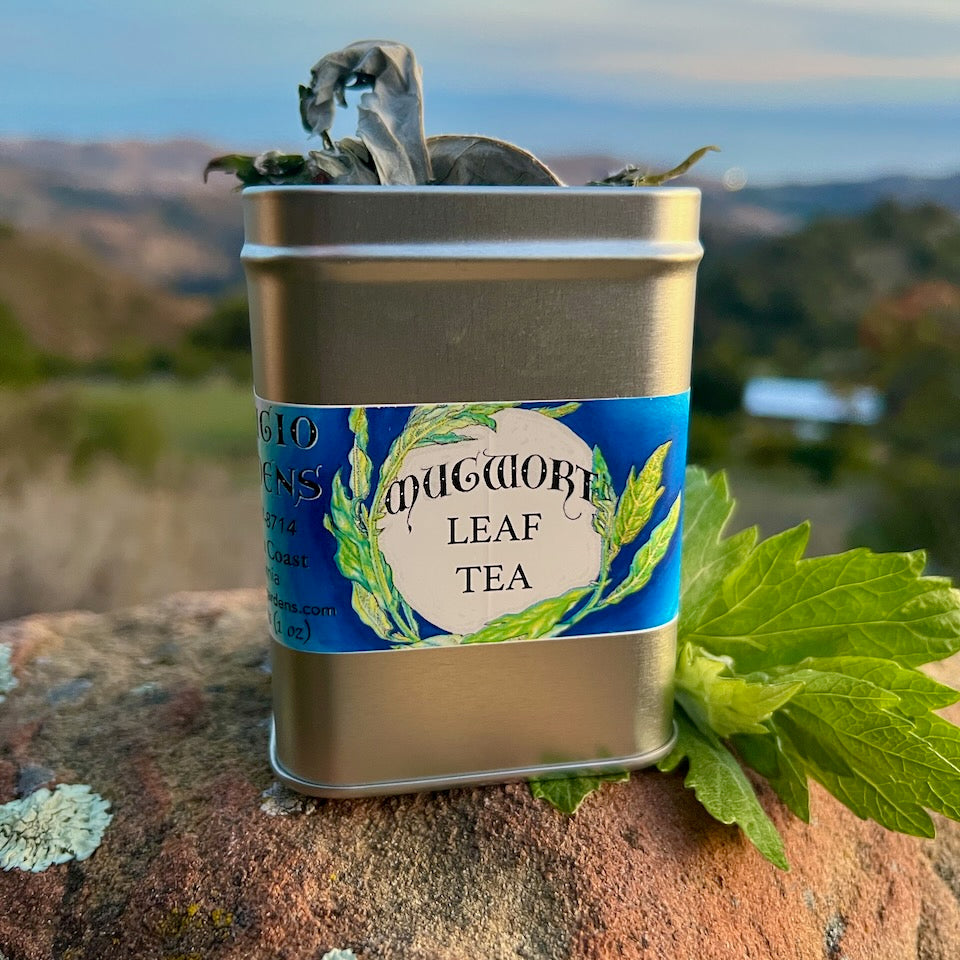 A photograph of a tea tin can with mugwort leaf on a rock with refugio gardens in background