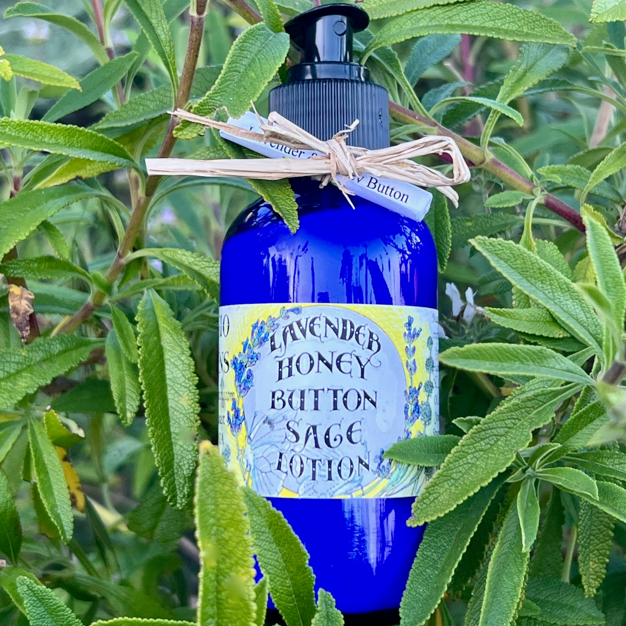 Photo of lavender honey button sage lotion bottle