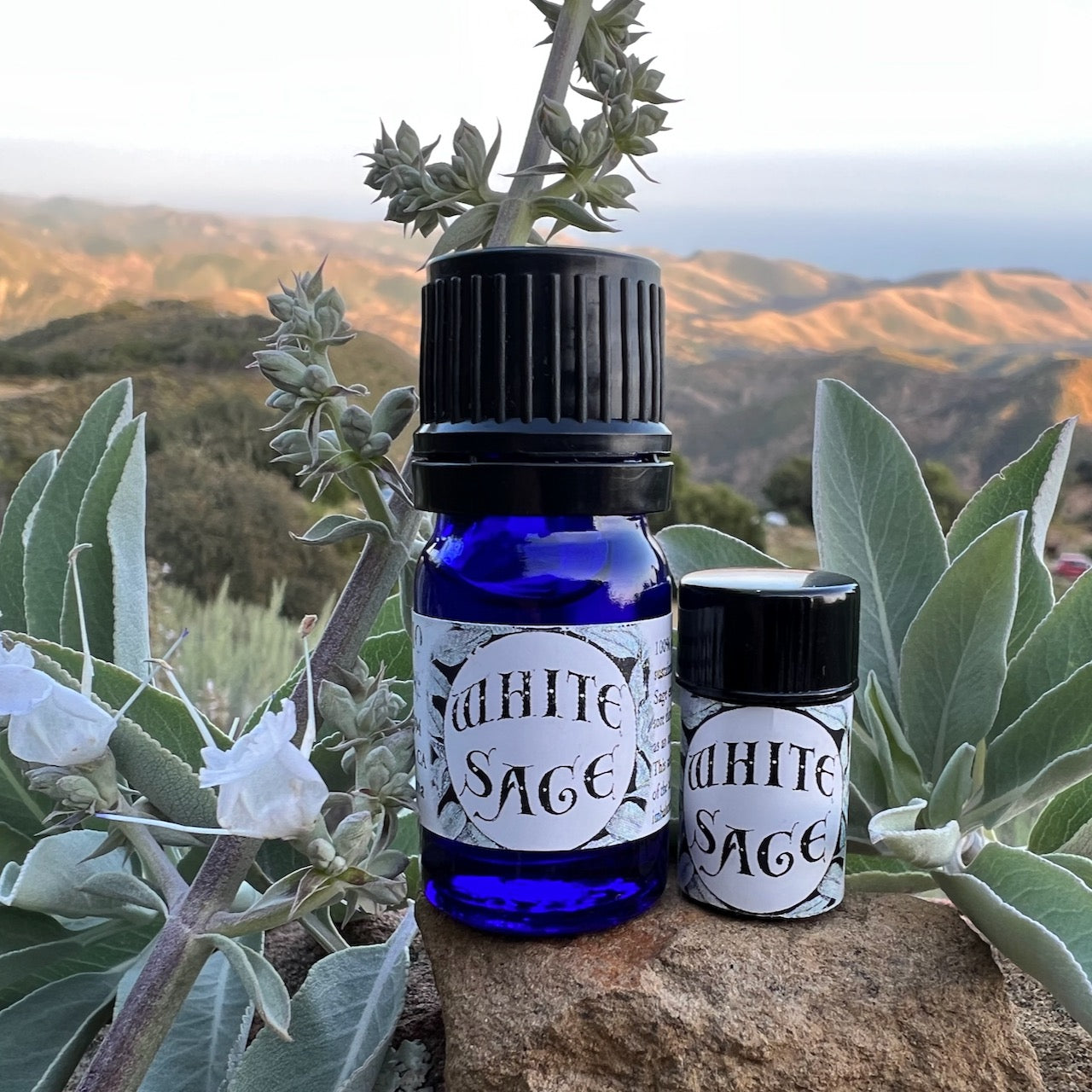 Photograph of cobalt blue essential oil of White Sage