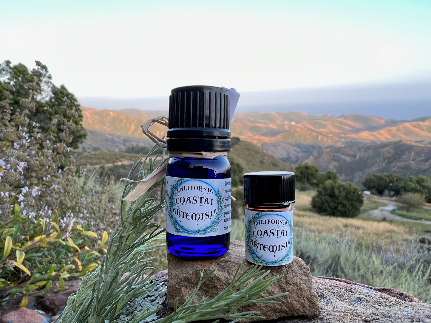 California Coastal Sagebrush Essential Oil (Sustainably Wild Grown Artisan Pure and Genuine *Artemisia californica* Cowboy Cologne)