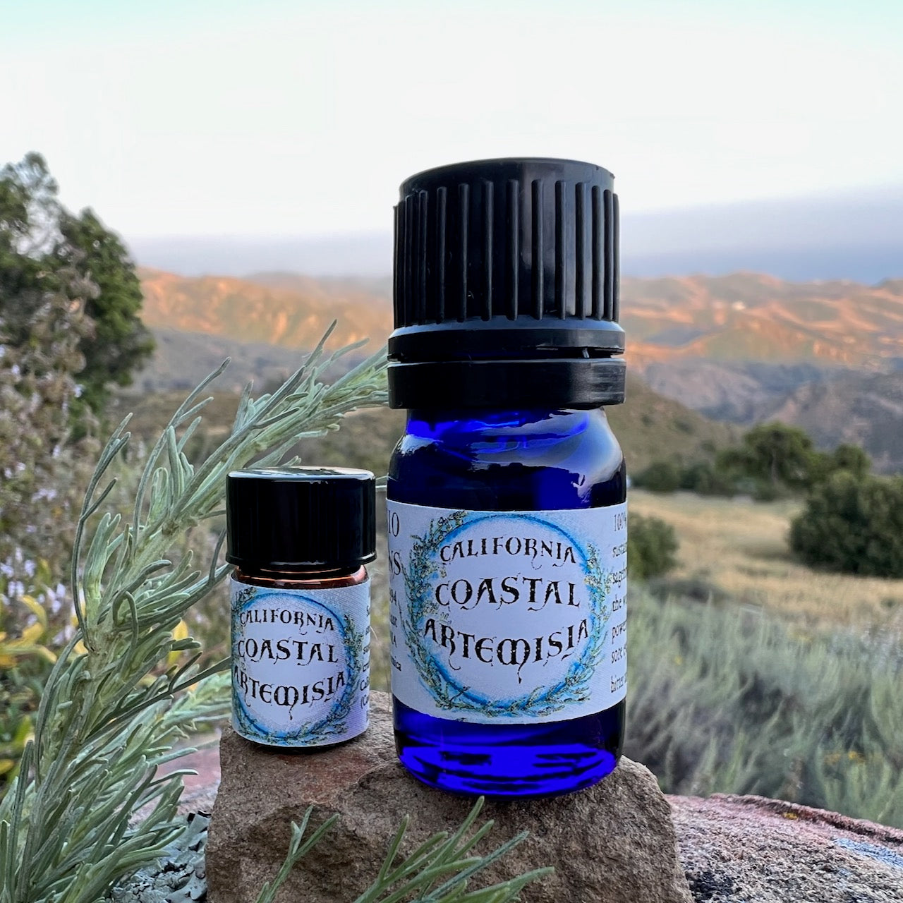 Photograph of California Coastal Artemisia in Cobalt blue 5 ml and 5/8 dram bottles