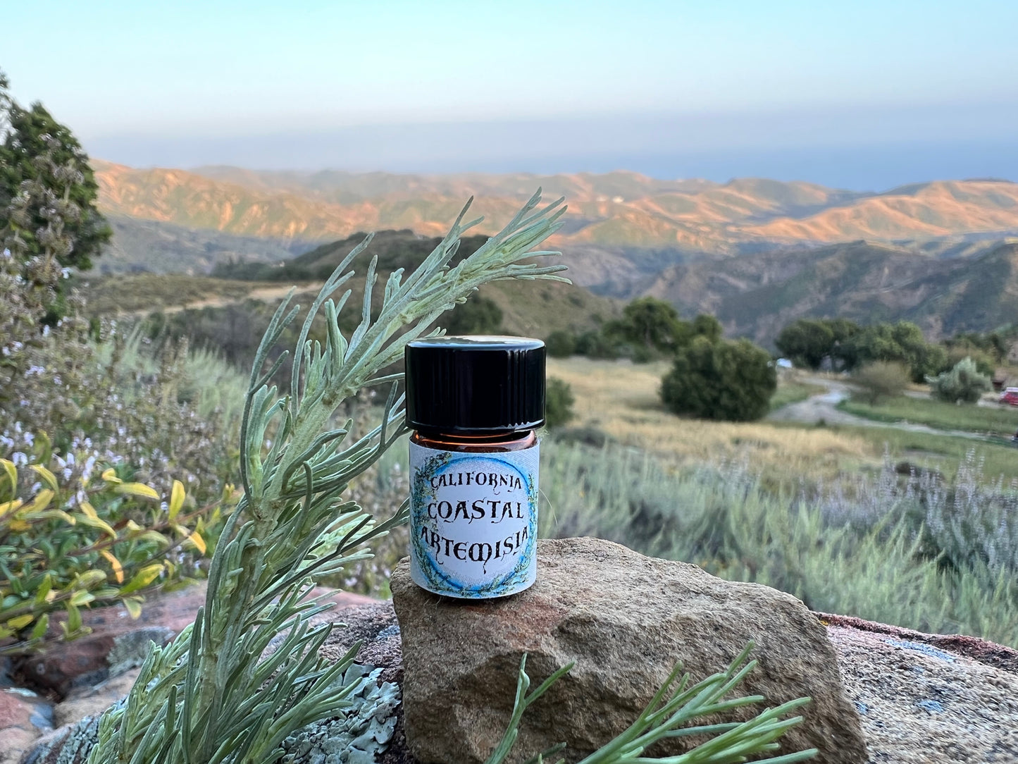 California Coastal Sagebrush Essential Oil (Sustainably Wild Grown Artisan Pure and Genuine *Artemisia californica* Cowboy Cologne)