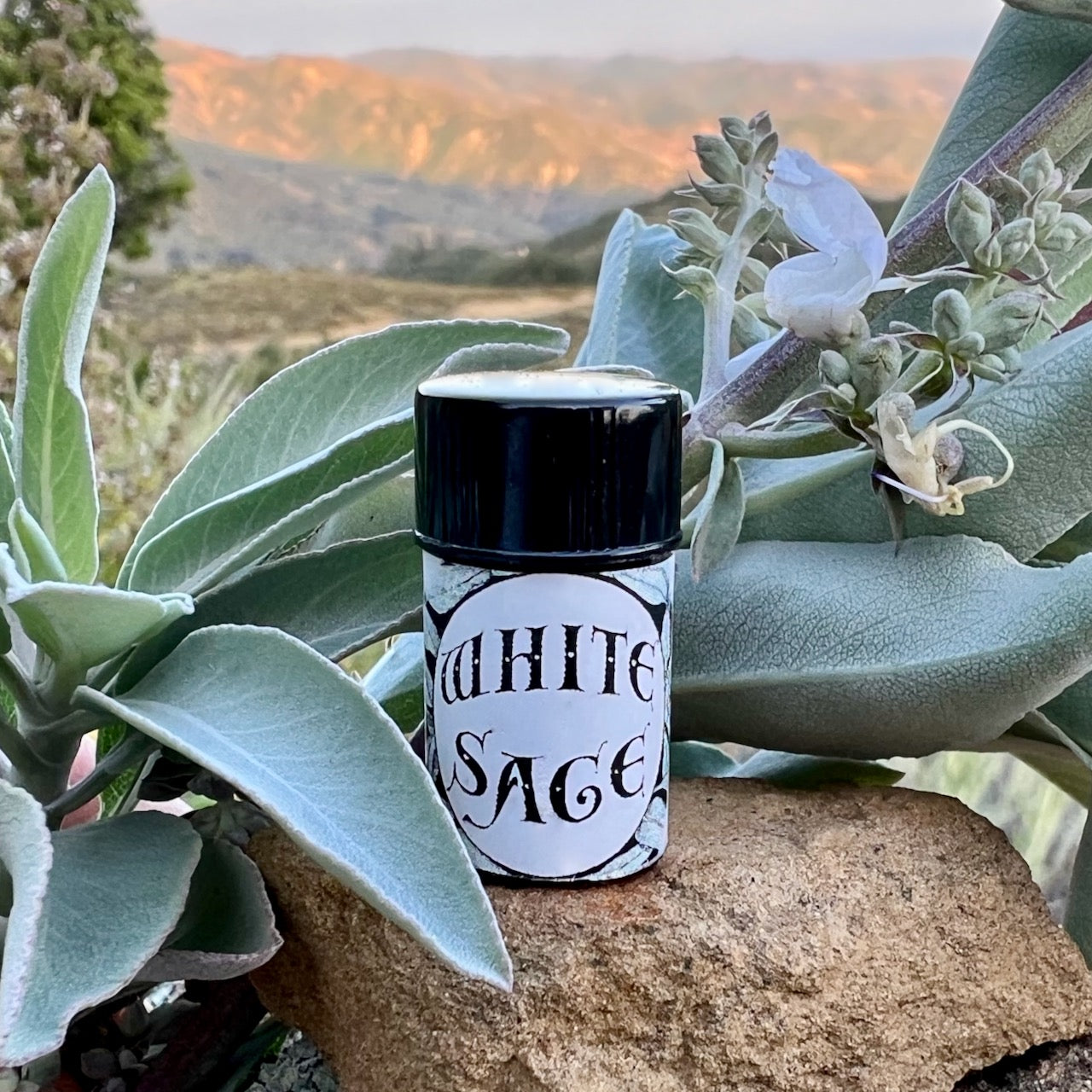 Photo of White Sage essential oil in a 2.3 ml cobalt blue bottle