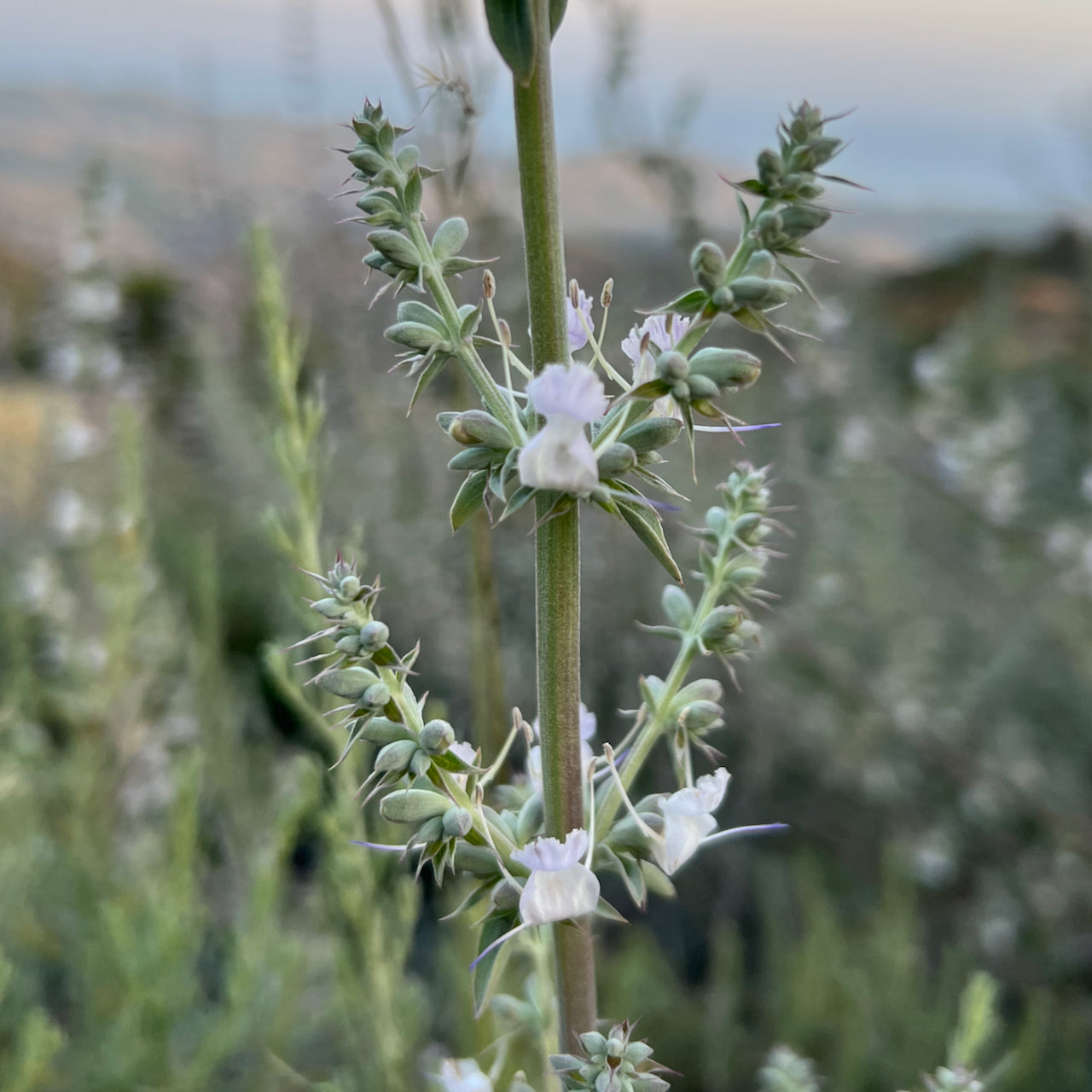 White sage flower photo