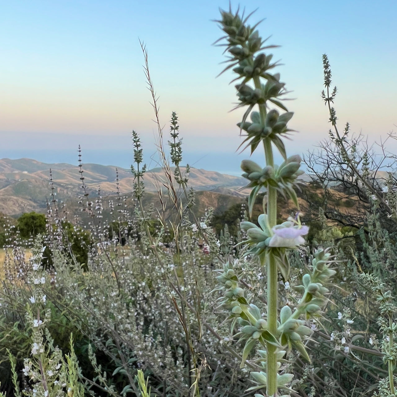 White sage flower and bush on Refugio Gardens Ranch overlooking the ocean photograph