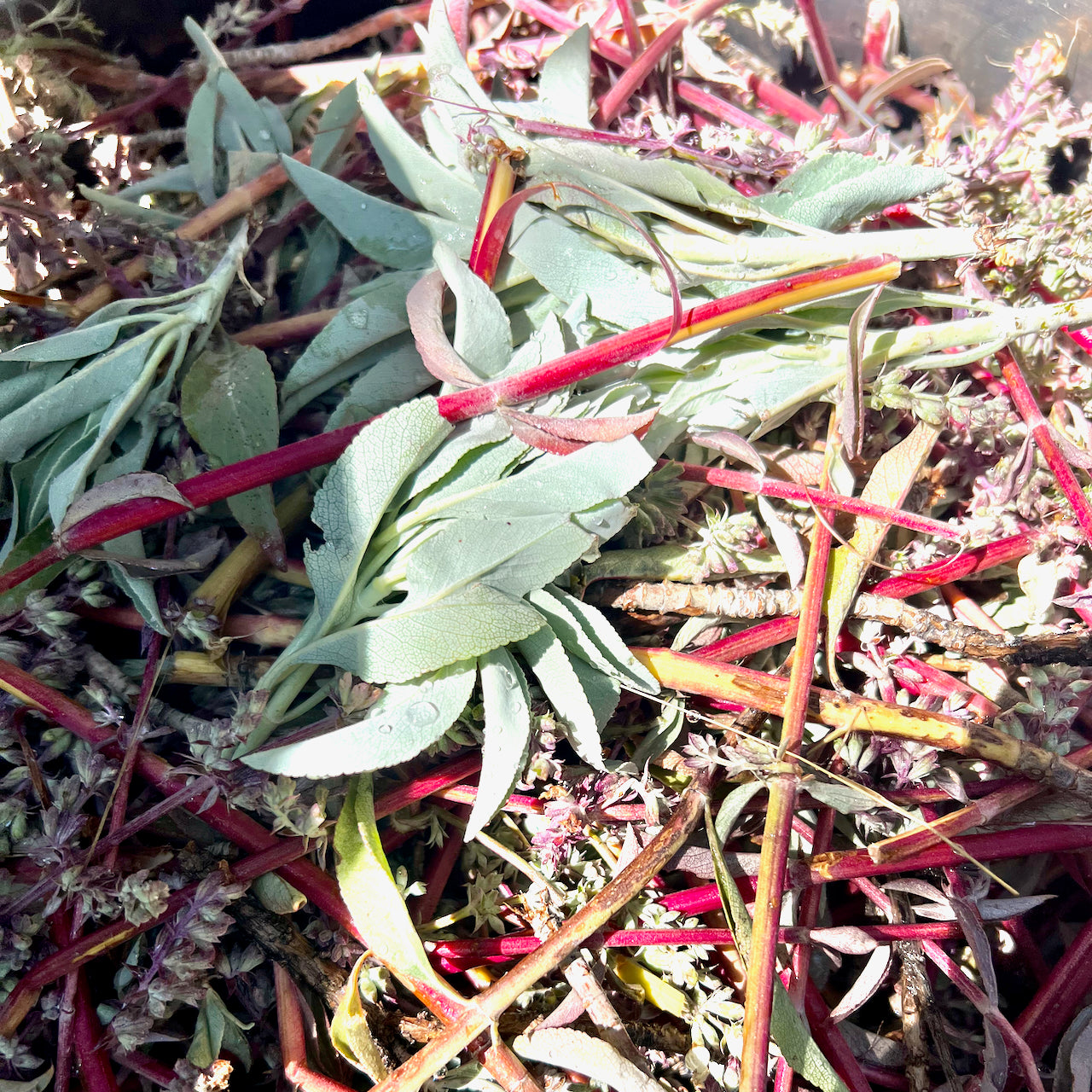 White Sage pre distillation with striking red pigmented stems