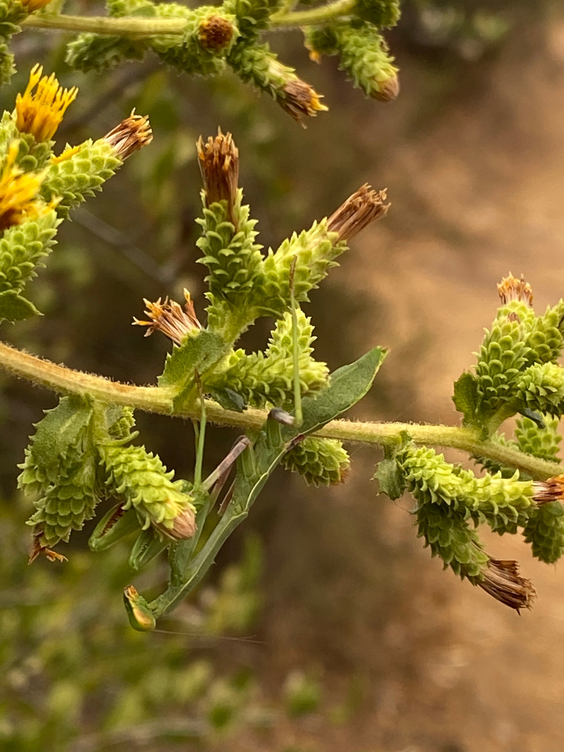 Picture of Goldenbush with Mantis