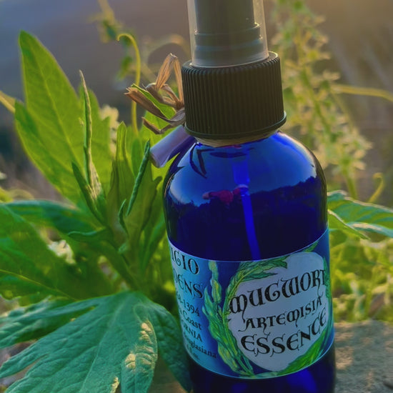 Video of Mugwort Artemisia Essence 4 ounce cobalt blue glass bottle filled with hydrosol with a mugwort leaf  on a rock with the sunset, mountains and ocean in the background and the sound of wind.