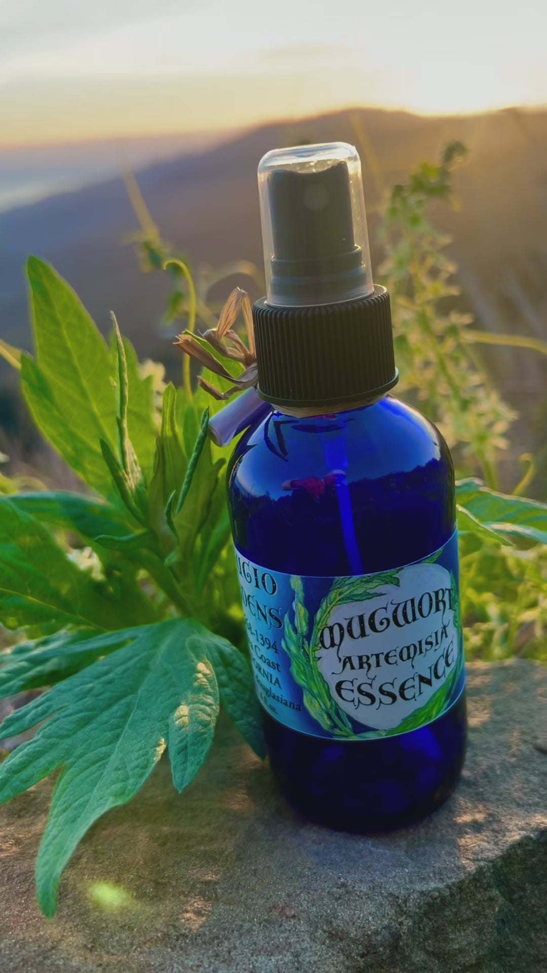 Video of Mugwort Artemisia Essence 4 ounce cobalt blue glass bottle filled with hydrosol with a mugwort leaf  on a rock with the sunset, mountains and ocean in the background and the sound of wind.