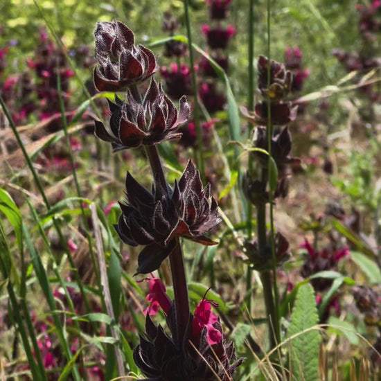 movie of hummingbird sage patch at refugio gardens