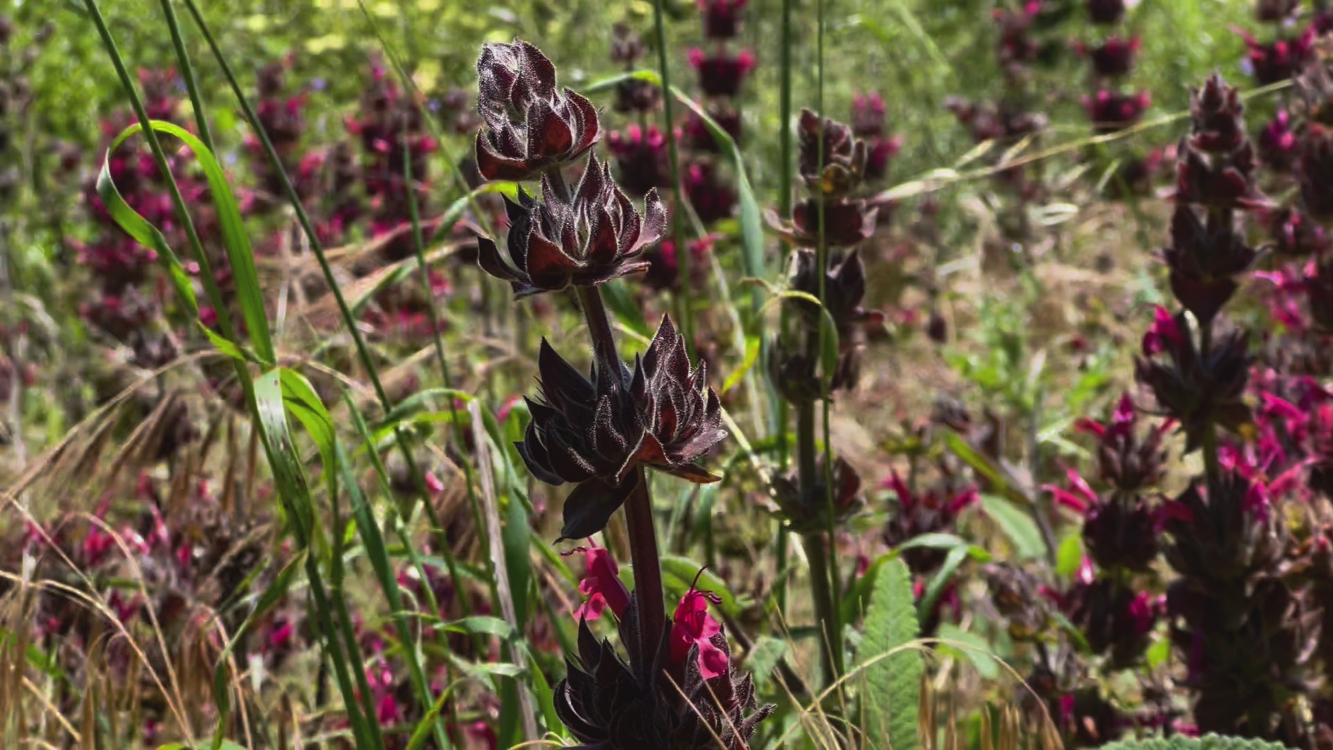 movie of hummingbird sage patch at refugio gardens