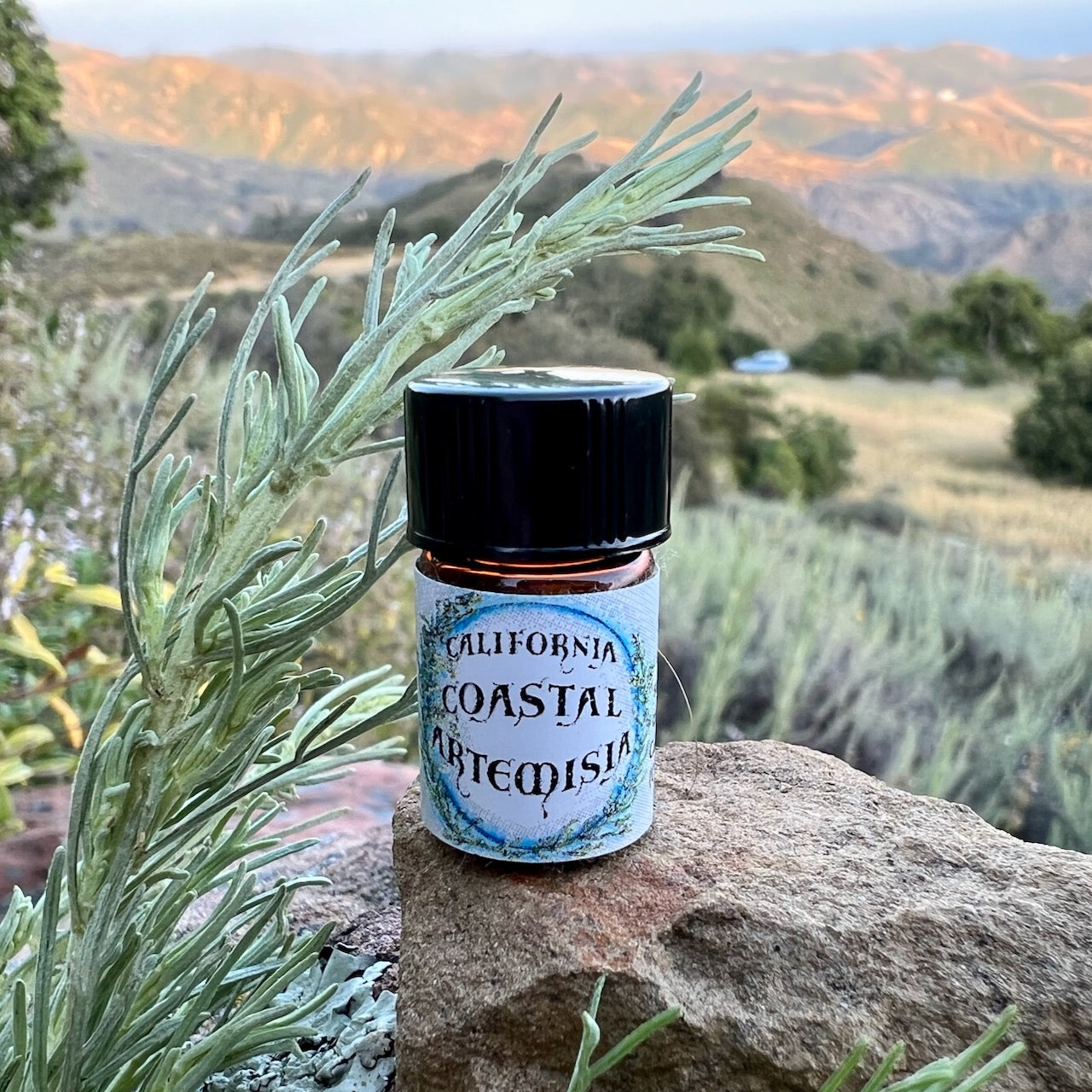 California Coastal Artemisia Sagebrush Essential Oil (Artemisia californica) Wildcrafted