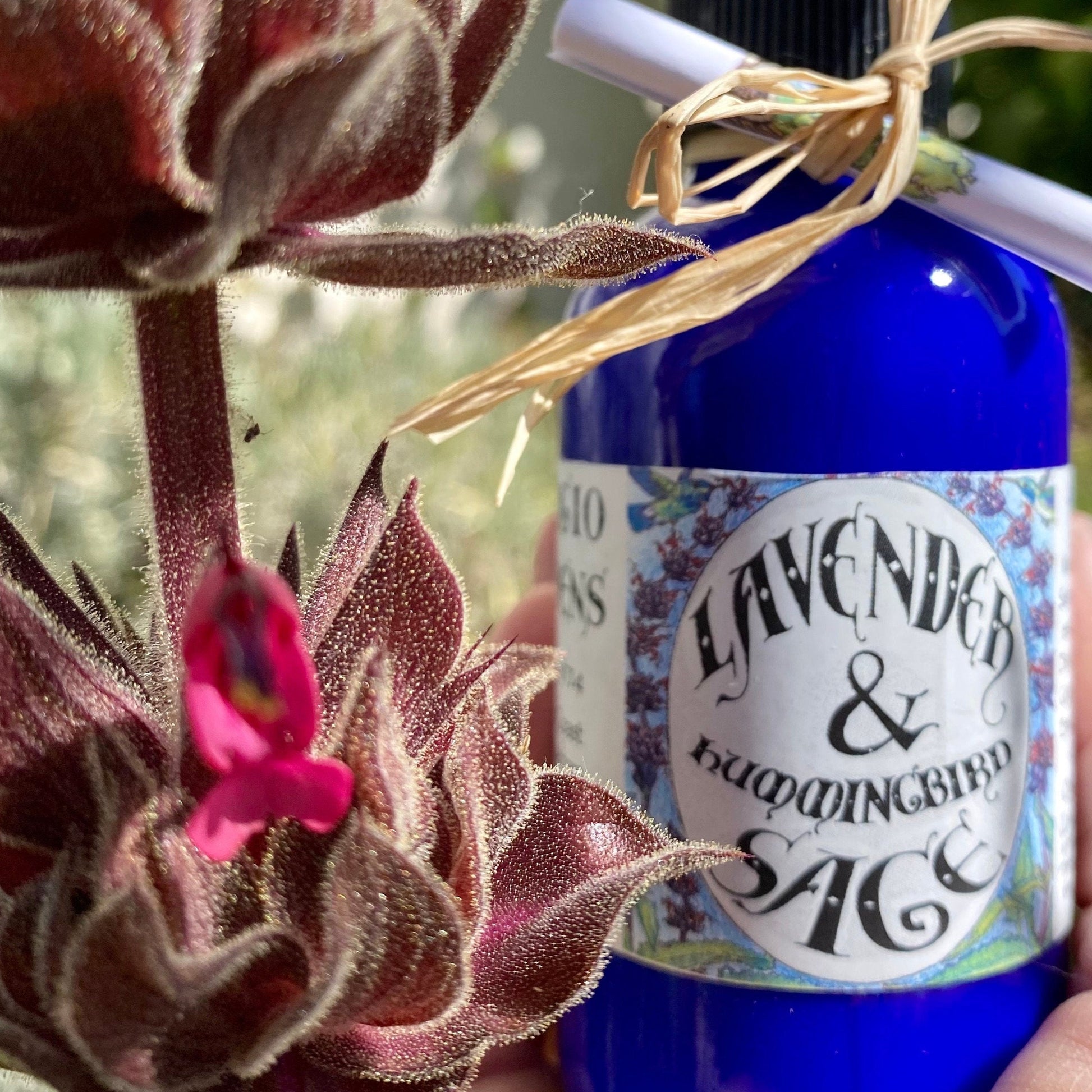 Photograph of Lavender and Hummingbird Sage Lotion bottle with Hummingbird Sage flower in foreground